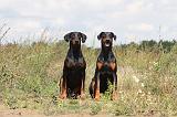 DOBERMANN 698